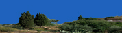 Piante Mediterranee