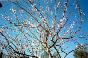 ??? Immagine/Didascalia ???