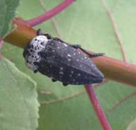 ??? Immagine/Didascalia ???