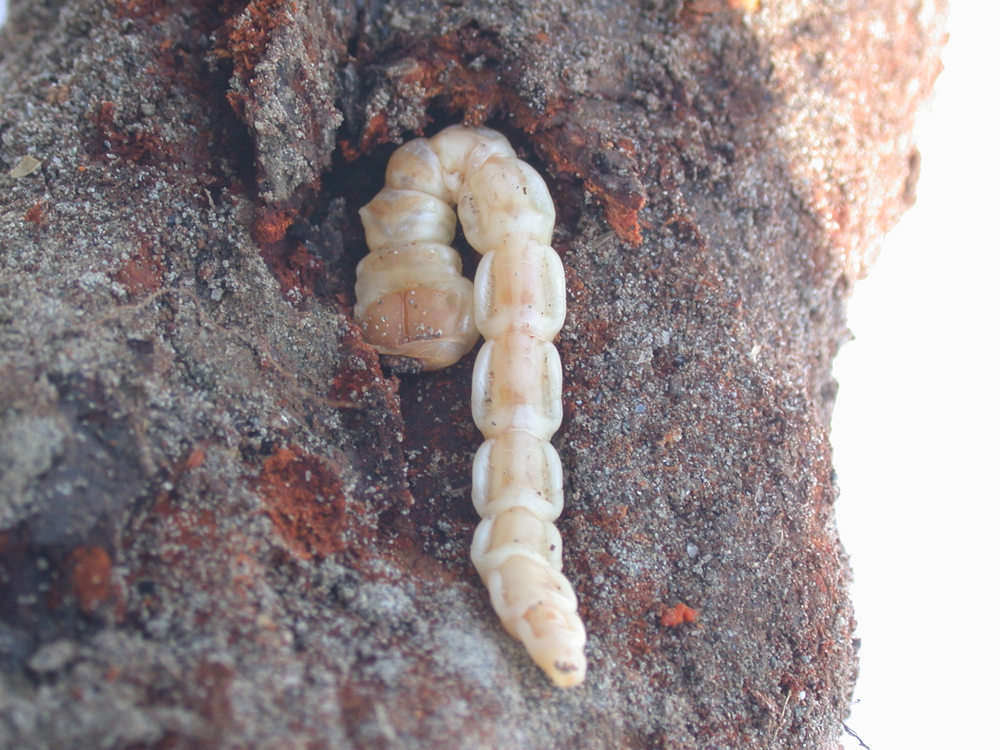 ??? Immagine/Didascalia ???