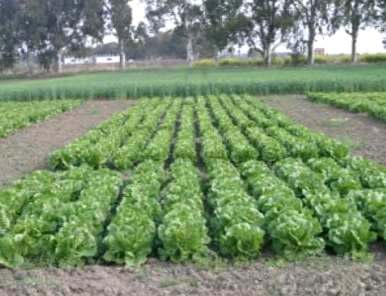 ??? Immagine/Didascalia ???