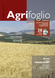 Agrifoglio on-line