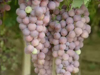 Vino